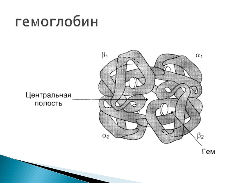 гемоглобин